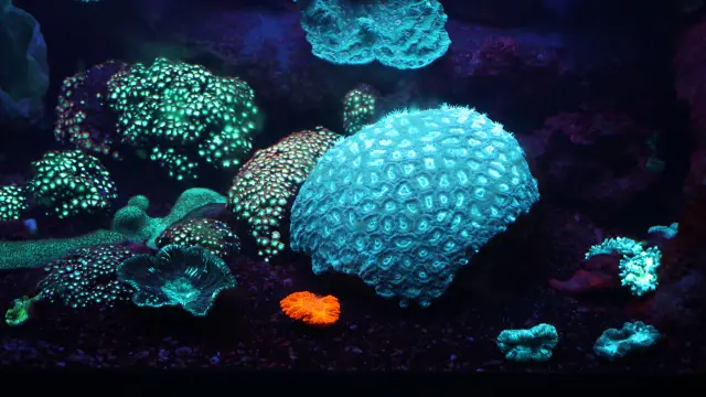 Des coraux fluorescents aux teintes bleues, vertes et orange brillent dans un bassin sombre de l’Aquarium des Lagons à Nouméa.