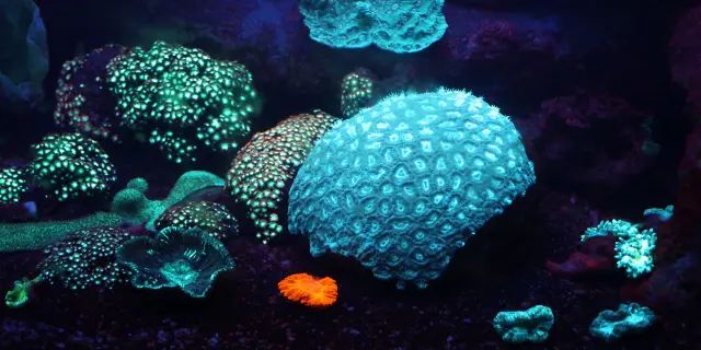 Des coraux fluorescents aux teintes bleues, vertes et orange brillent dans un bassin sombre de l’Aquarium des Lagons à Nouméa.