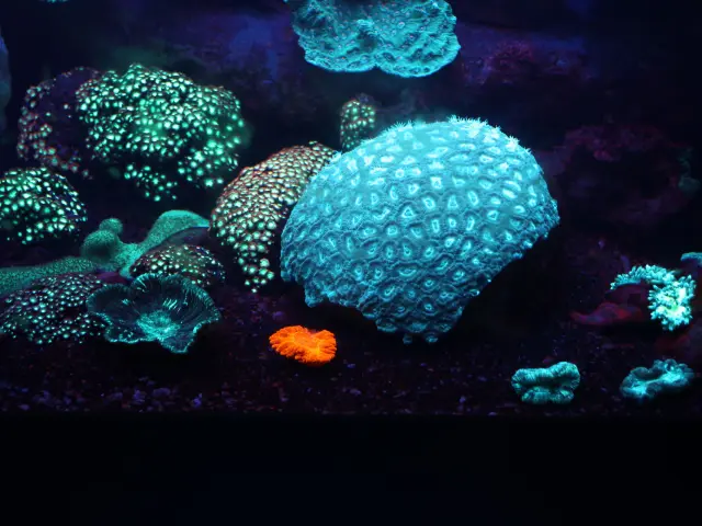 Fluorescent corals glowing in blue, green and orange tones inside a dark tank at the Aquarium des Lagons in Nouméa.