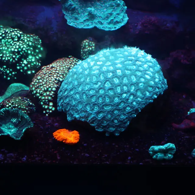 Des coraux fluorescents aux teintes bleues, vertes et orange brillent dans un bassin sombre de l’Aquarium des Lagons à Nouméa.