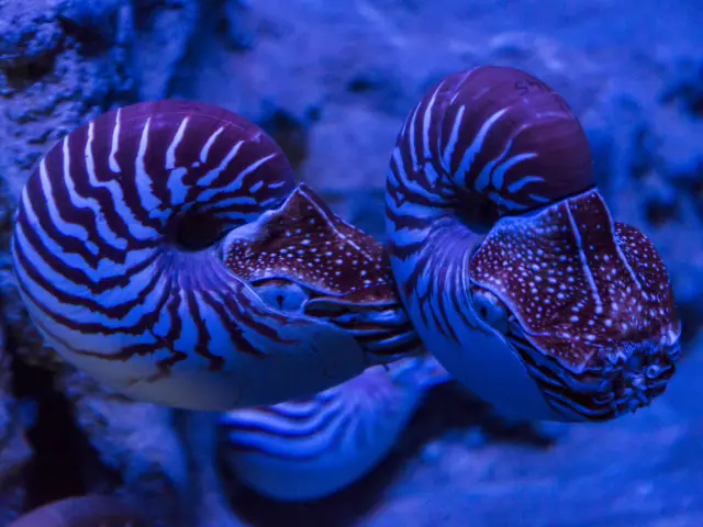 Deux nautiles évoluent dans un bassin de l’Aquarium des Lagons de Nouméa, sous une lumière bleutée.