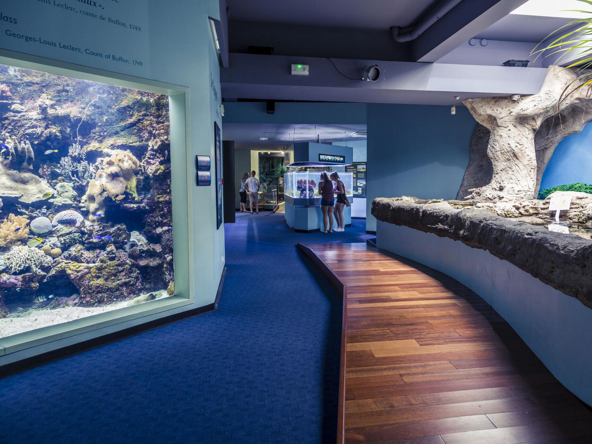 Aquarium des Lagons: Discover Underwater Wonders | New Caledonia ...