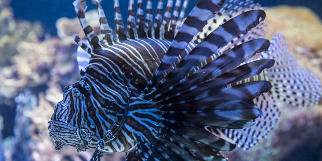 A scorpion fish from the Aquarium des Lagons in Nouméa, capital of New Caledonia.