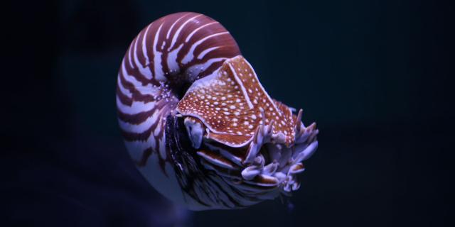 A nautilus from the Aquarium des Lagons in Nouméa, capital of New Caledonia.