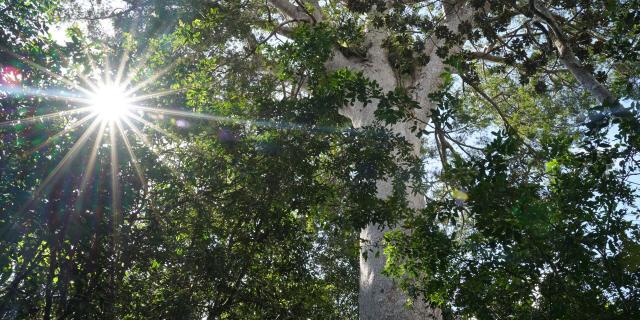 The big kaori, Yaté