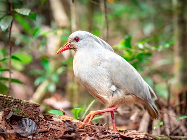 Rivière Bleue Provincial Park is home to the largest population of cagous in New Caledonia.