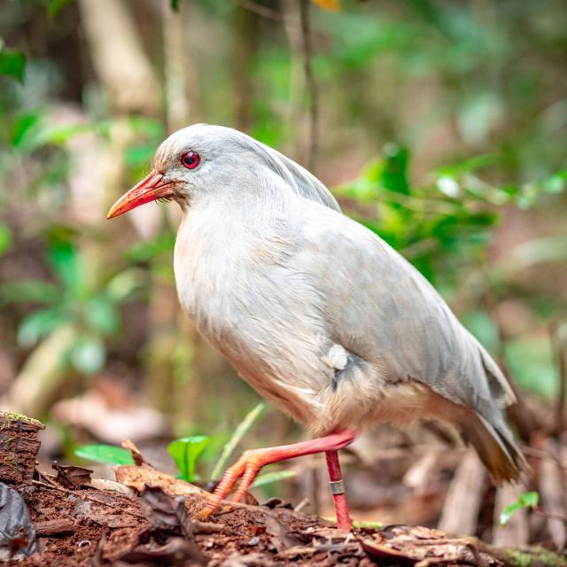 Le Parc Provincial de la Rivière Bleue abrite la plus grande population de cagous en la Nouvelle-Calédonie.