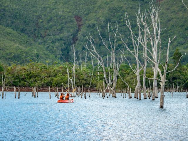 Kayak tour of the drowned forest at the Rivière Bleue Provincial Park in Yaté, in New Caledonia's Deep South.