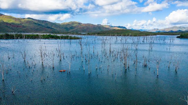 Kayak tour of the drowned forest at the Rivière Bleue Provincial Park in Yaté, in New Caledonia's Deep South.