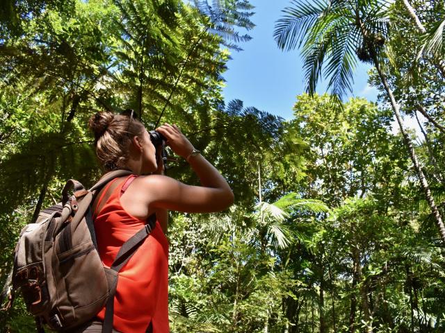 Birdwatching at the Parc des Grandes Fougères in Farino, New Caledonia.