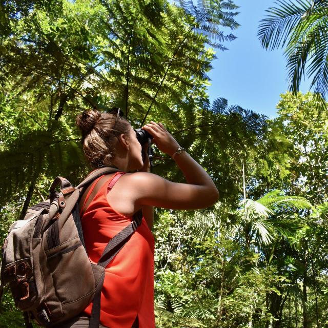 Observation de oiseaux au Parc des Grandes Fougères à Farino en Nouvelle-Calédonie.