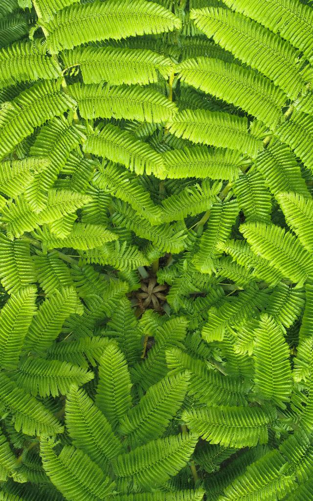 ニューカレドニアのファリノにあるグランド・フジェール公園。