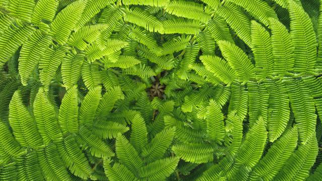 Le Parc des Grandes Fougères à Farino en Nouvelle-Calédonie.