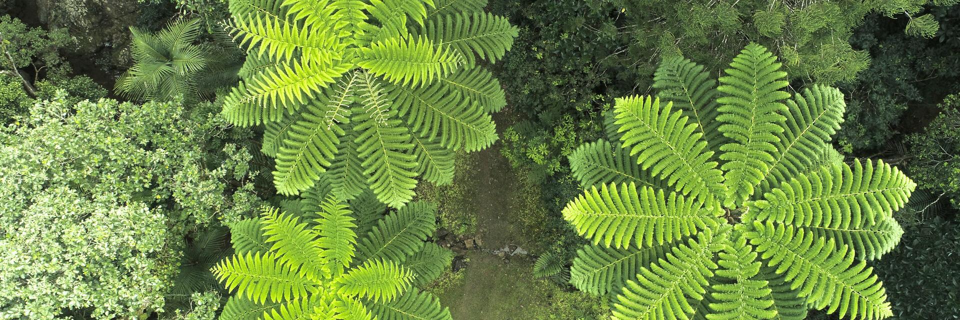 Parc des Grandes Fougères, Farino