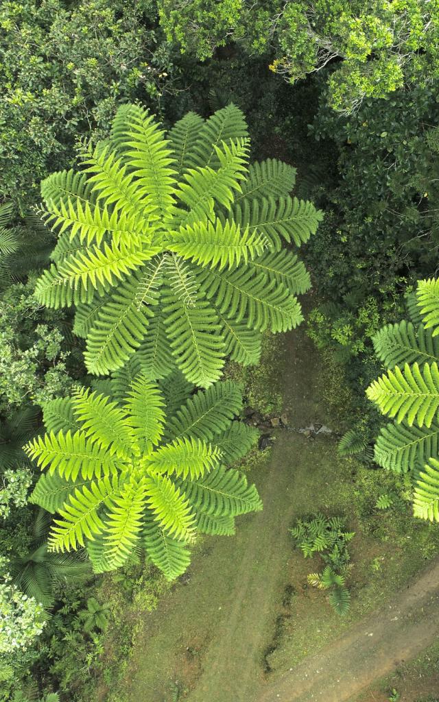 Parc des Grandes Fougères, Farino