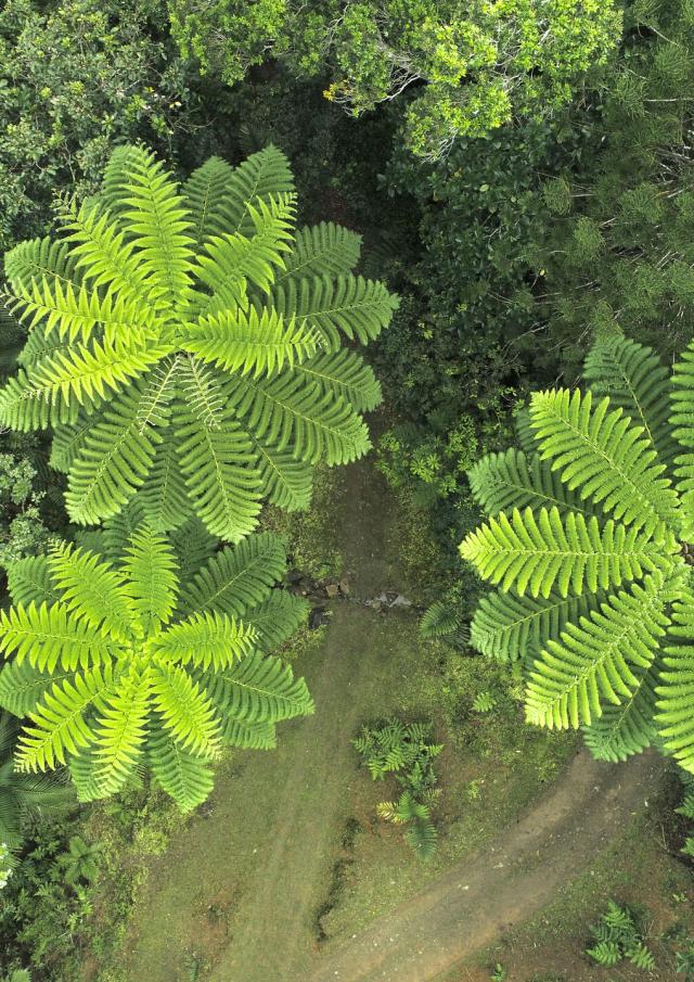 Aerial view of Parc des Grandes Fougères in Farino, New Caledonia.