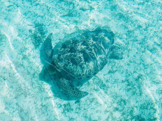 ブーライユのグラスボートツアー中、浅いターコイズブルーの海を泳ぐウミガメを上から観察している。