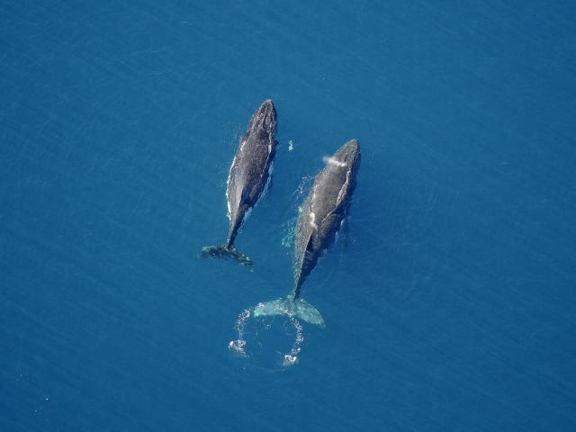 Whales in the South Lagoon
