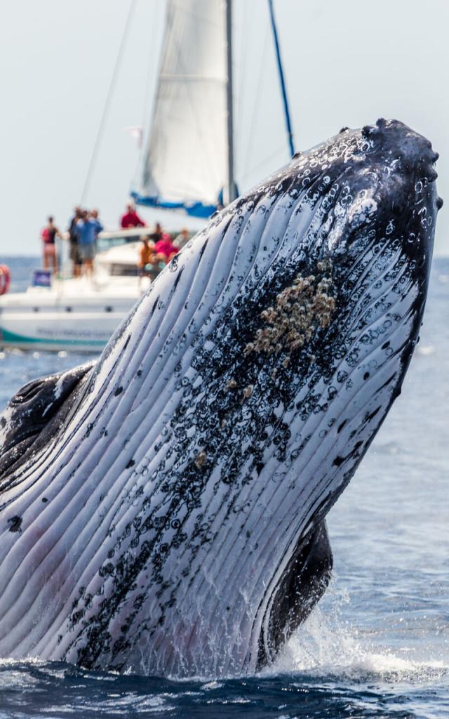 Rencontre des baleines lors d'une excursion en catamaran sur le lagon Sud de la Nouvelle-Calédonie.