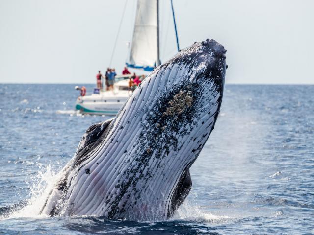 Whale watching on a catamaran excursion in New Caledonia's southern lagoon.