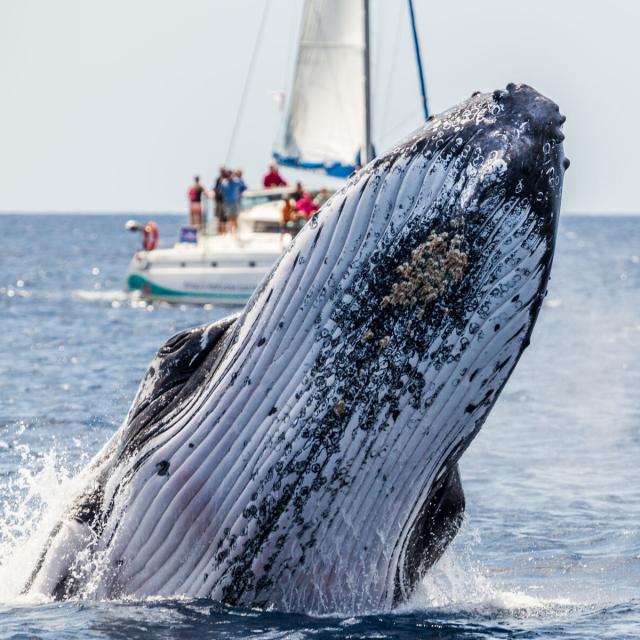 Whale watching on a catamaran excursion in New Caledonia's southern lagoon.