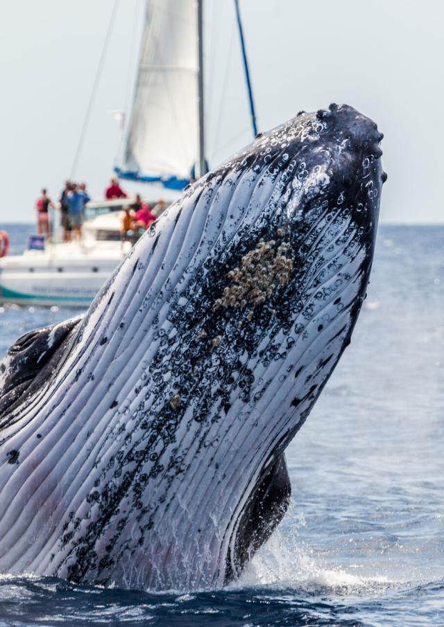 Whale watching on a catamaran excursion in New Caledonia's southern lagoon.