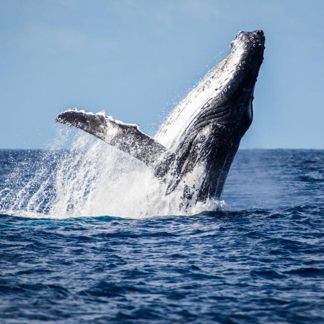 Whale watching in the South lagoon