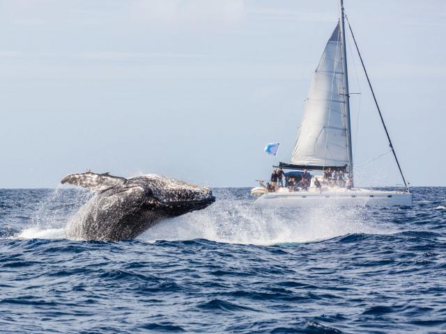 Whale watching on a catamaran excursion in New Caledonia's southern lagoon.