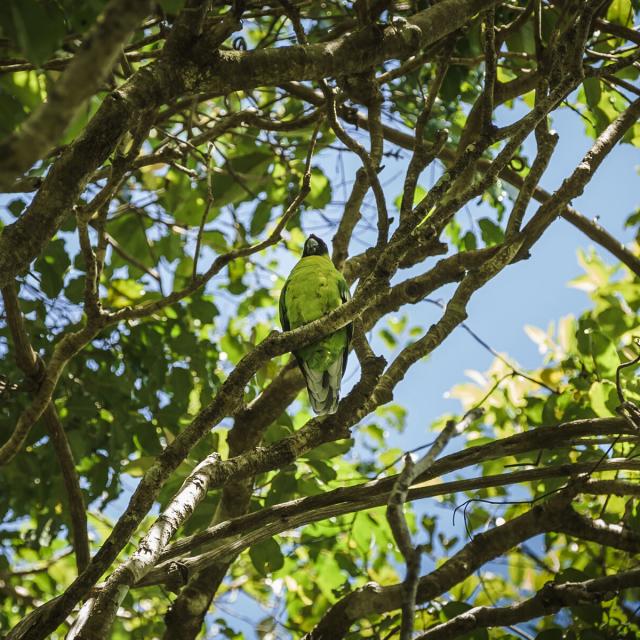 Birdwatching at the Parc des Grandes Fougères in Farino, New Caledonia.