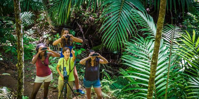 Birdwatching at the Parc des Grandes Fougères in Farino, New Caledonia.