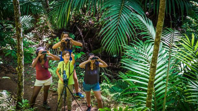 Birdwatching at the Parc des Grandes Fougères in Farino, New Caledonia.