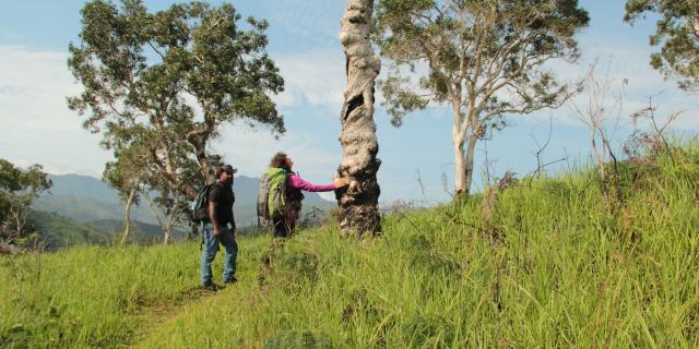 The GR Nord hiking trails in New Caledonia.