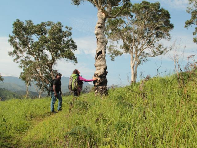 The GR Nord hiking trails in New Caledonia.