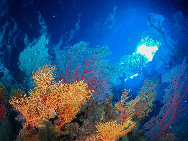 Diving in Poindimié lagoon, New Caledonia.