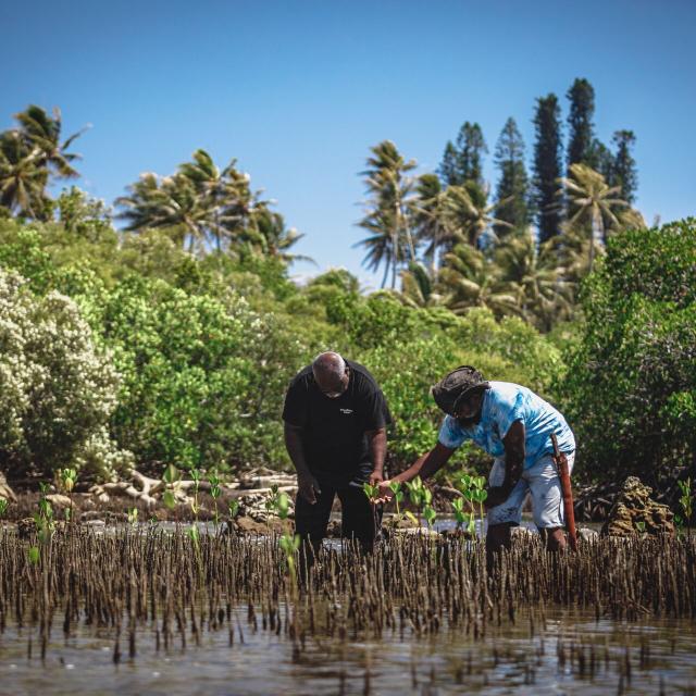 Mangrove discovery, East Coast