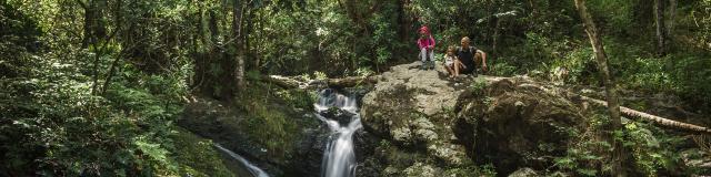 Guided walking tour of the Parc des Grandes Fougères in Farino, New Caledonia.