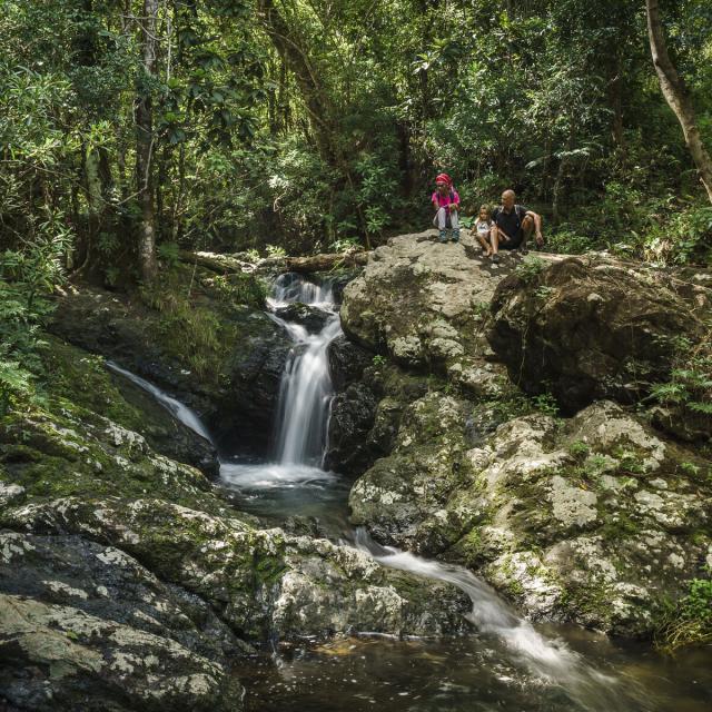 Visite pédestre guidée du Parc des Grandes Fougères à Farino, en Nouvelle-Calédonie.