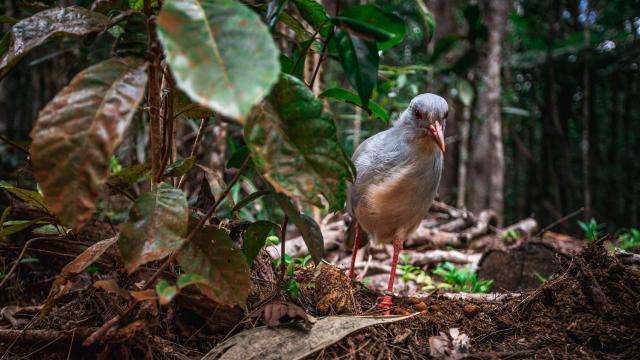 The cagou observed at the Rivière Bleue Provincial Park in New Caledonia.