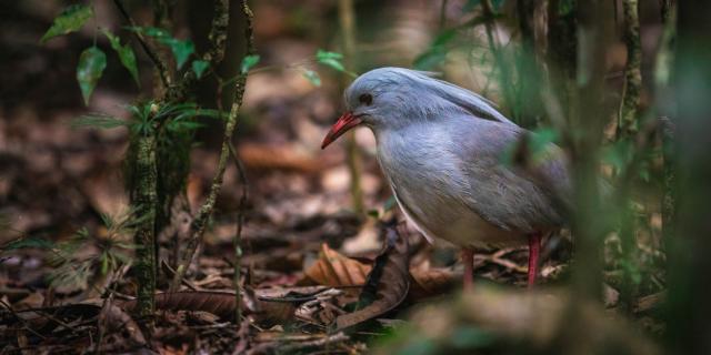 Cagou, Blue River Provincial Park
