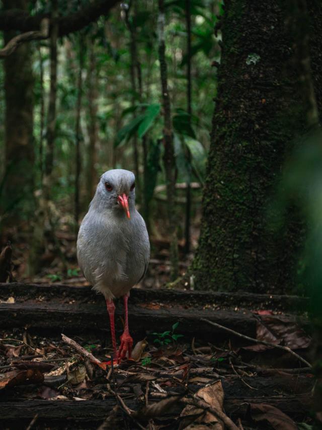 Le cagou observé au Parc Provincial de la Rivière Bleue en Nouvelle-Calédonie.