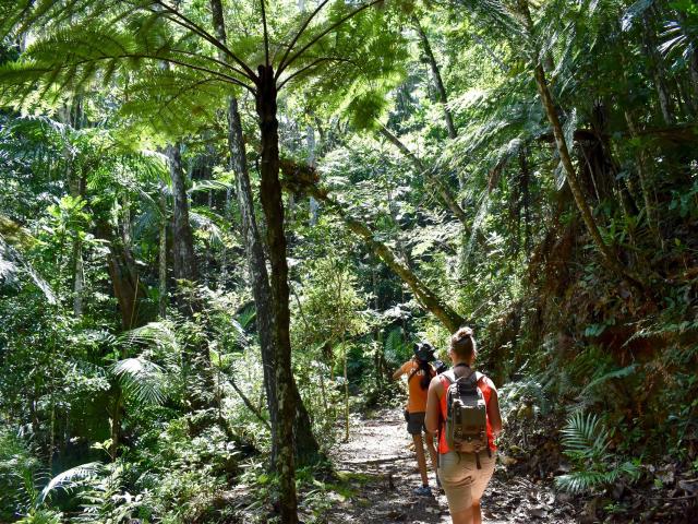 A walk in the Parc des Grandes Fougères in Farino, New Caledonia.