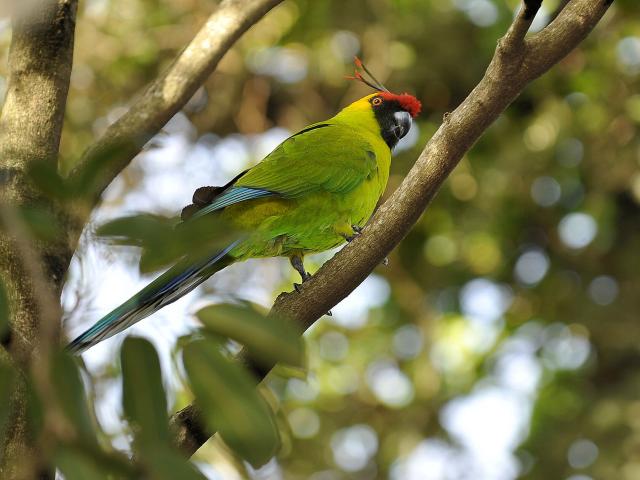 The Ouvéa parakeet seen at the Parc Forestier de Nouméa in New Caledonia.