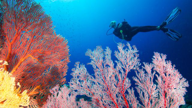 Scuba diving and gorgonians in Hienghène lagoon, New Caledonia.
