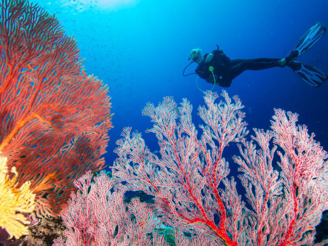Gorgonians and scuba diving in Hienghène