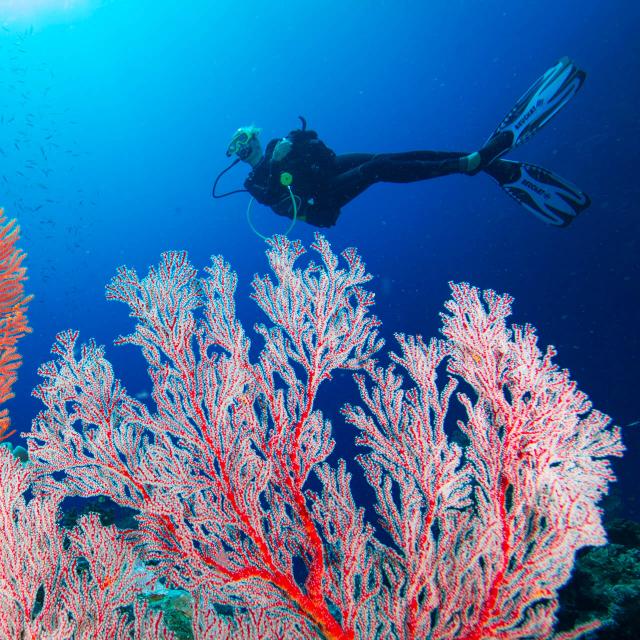 Scuba diving and gorgonians in Hienghène lagoon, New Caledonia.