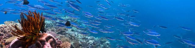 School of fish and coral in Hienghène lagoon, New Caledonia.