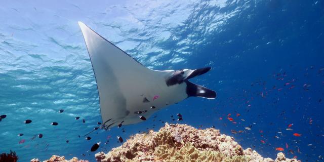Scuba diving with a manta ray at Ouvéa, Loyalty Islands, New Caledonia.