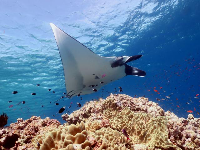 Plongée sous-marine avec une raie manta à Ouvéa, Îles Loyauté de Nouvelle-Calédonie.