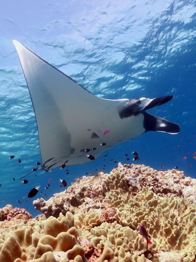 Manta ray, Ouvéa