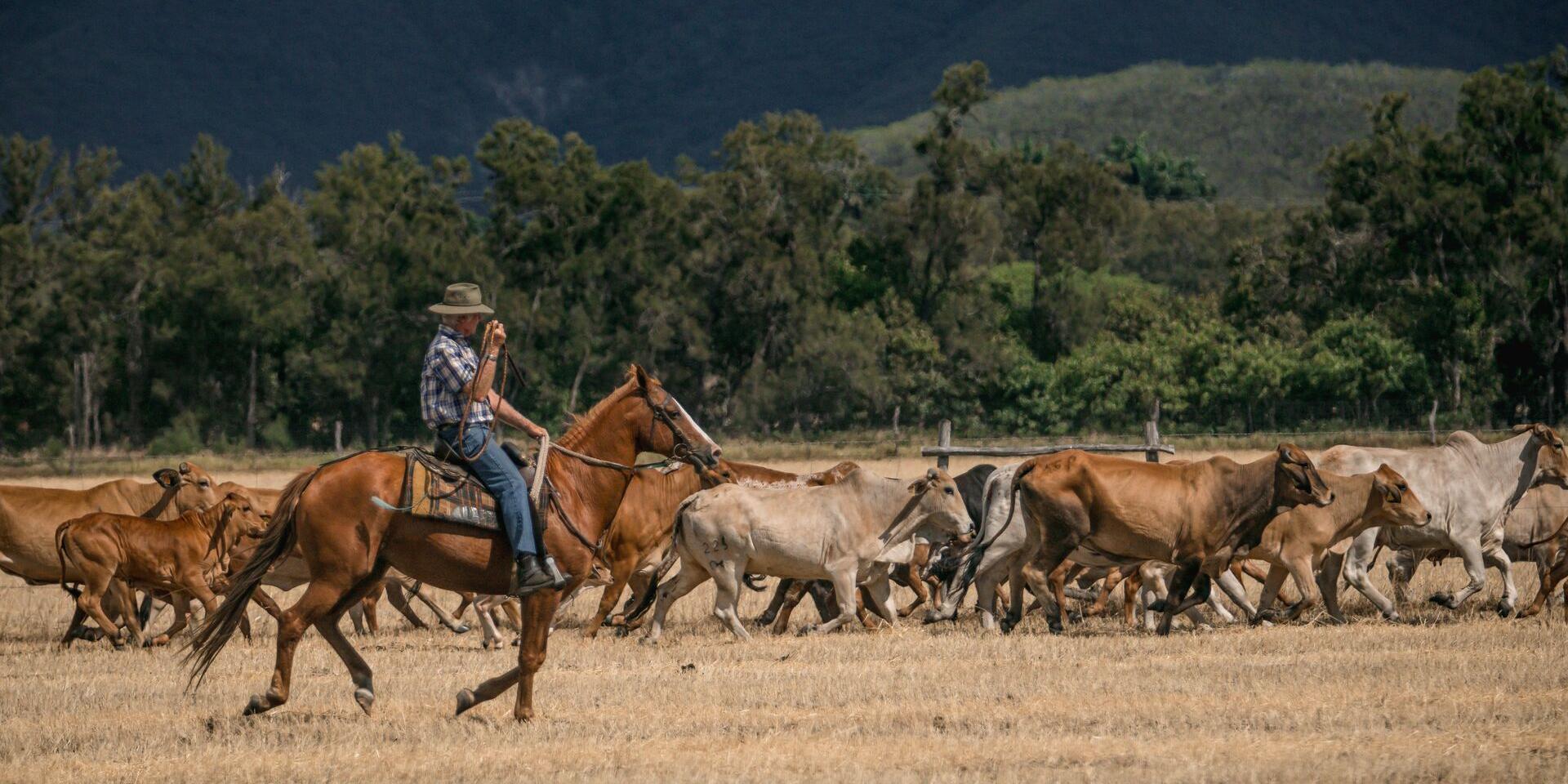 Cattle return to the Néméara farm, Bourail